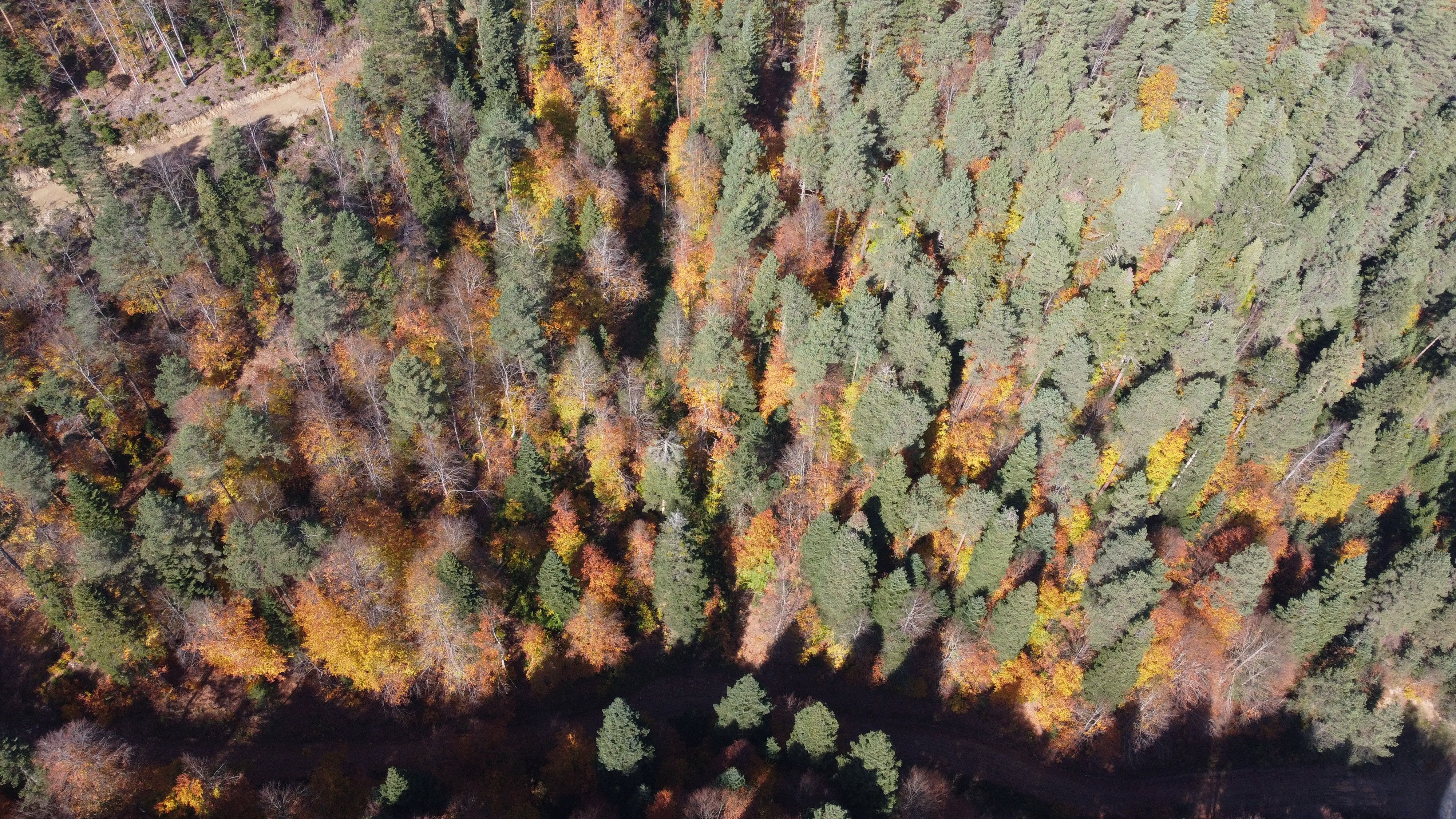 Sonbahar Rüyası: Bilecik Ormanlarının Göz Alıcı Renk Cümbüşü 1 Sonbahar Rüyası: Bilecik Ormanlarının Göz Alıcı Renk Cümbüşü