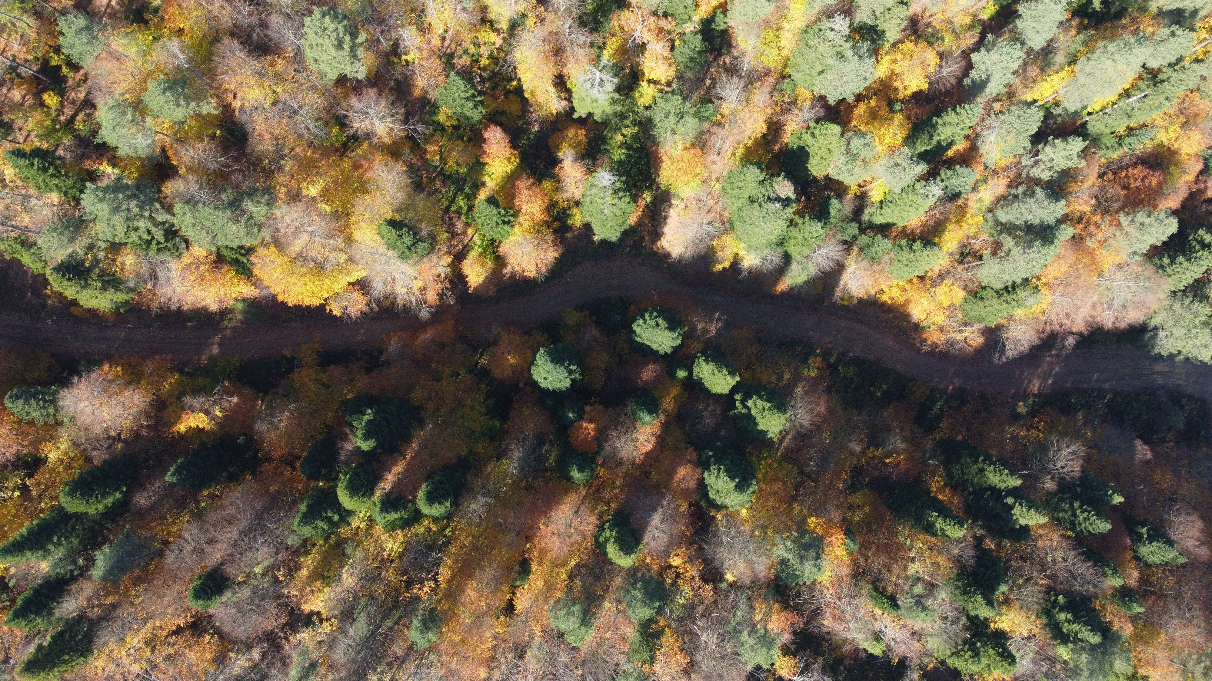 Sonbahar Rüyası: Bilecik Ormanlarının Göz Alıcı Renk Cümbüşü 2 Sonbahar Rüyası: Bilecik Ormanlarının Göz Alıcı Renk Cümbüşü
