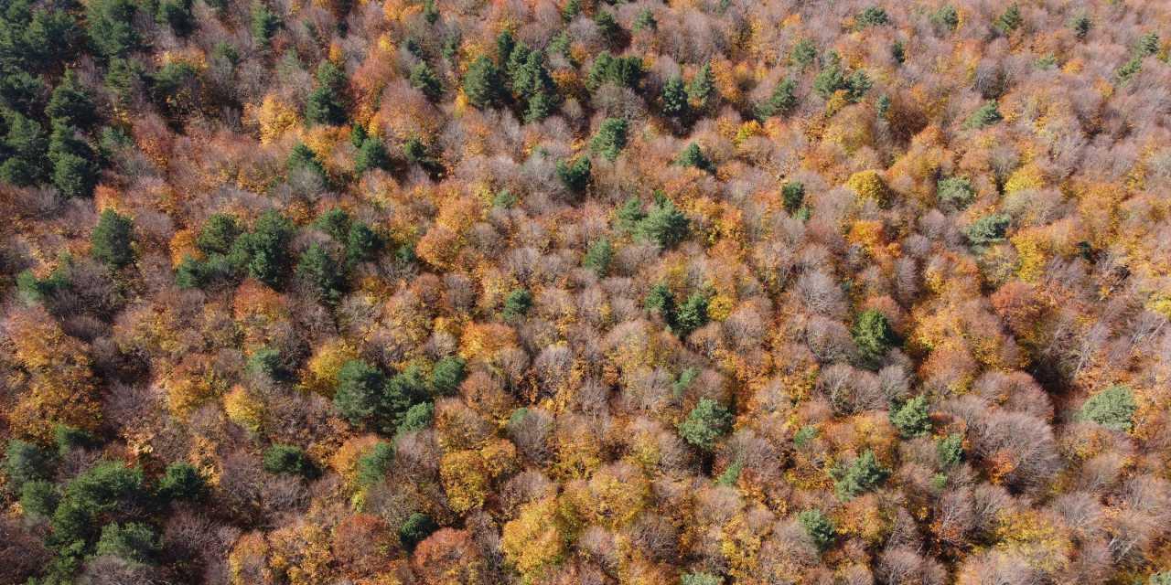 Sonbahar Rüyası: Bilecik Ormanlarının Göz Alıcı Renk Cümbüşü