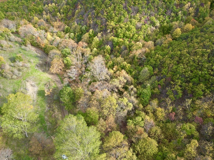 Sonbaharın Büyüsü: Renk Cümbüşü İçindeki Ormanlar Doğa Aşıklarını Ağırlıyor 1 Sonbaharın Büyüsü: Renk Cümbüşü İçindeki Ormanlar Doğa Aşıklarını Ağırlıyor