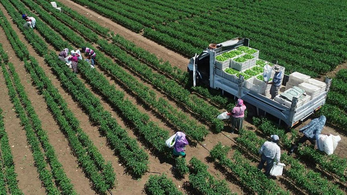 Tarımsal Üretimde Tarihi Başarı: Türkiye, Dünyanın En İyisi, Avrupa’nın Bir Numarası!