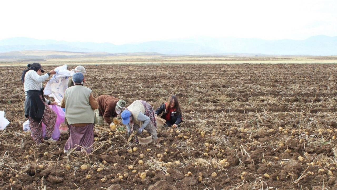 Tercan Ovası’nda hasat sürüyor: Tüm kış sofralarda olacak….