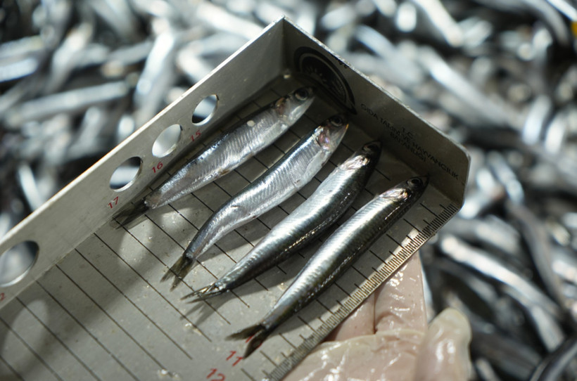 Tezgâhta küçük balık satana 1,5 milyon TL'ye varan ceza 1 Tezgâhta küçük balık satana 1,5 milyon TL'ye varan ceza