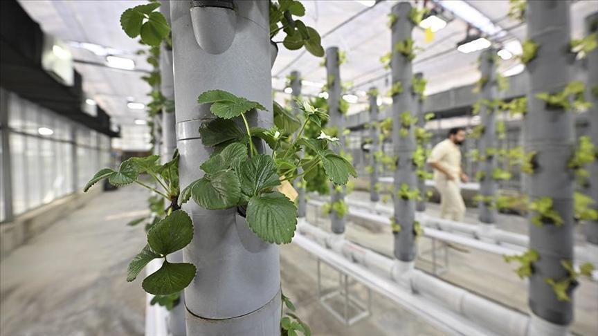 Topraksız dikey tarım uygulamaları enerjide geleceğe umut oluyor