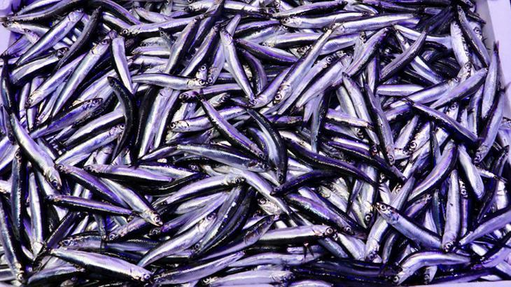 Trabzon’daki balıkçı tezgahlarında hamsi bolluğu