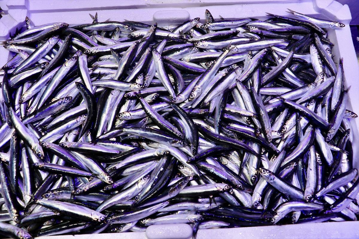 Trabzon'un Lezzet Avı: Hamsi Tezgahlarının Vazgeçilmezi 2 Trabzon'un Lezzet Avı: Hamsi Tezgahlarının Vazgeçilmezi