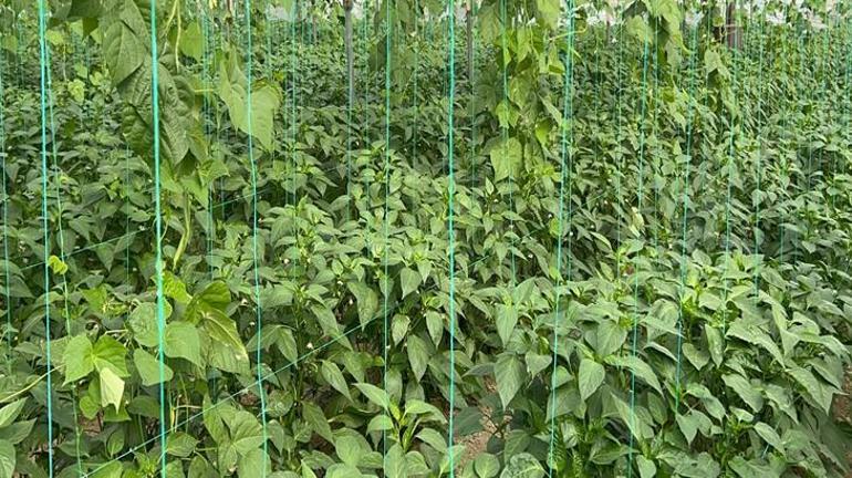 Türkiye'nin en acı biberinde hasat hazırlığı