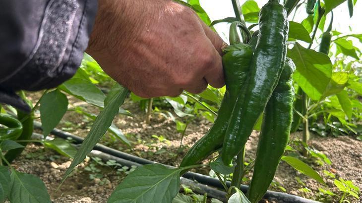 Türkiye’nin en acı biberinde hasat hazırlığı