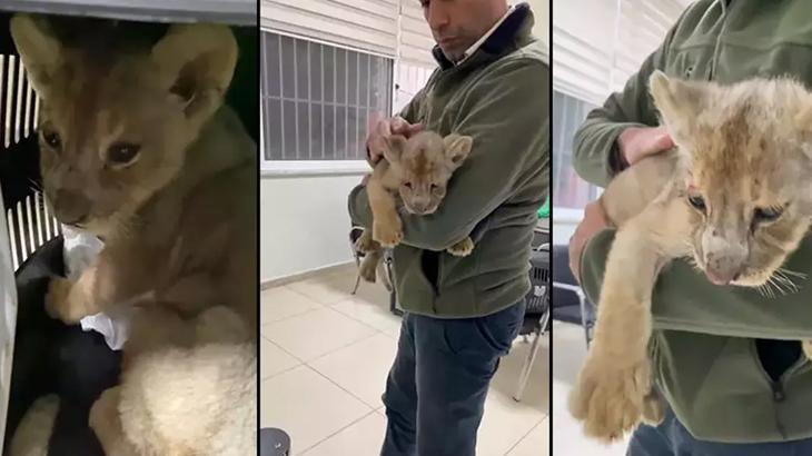 Türkiye’ye yasa dışı yollarla getirilen aslan yavrusuna el konuldu