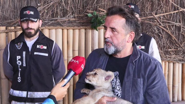 Tuzla'da ele geçirilen yavru aslana 'Hugo' adı verildi!