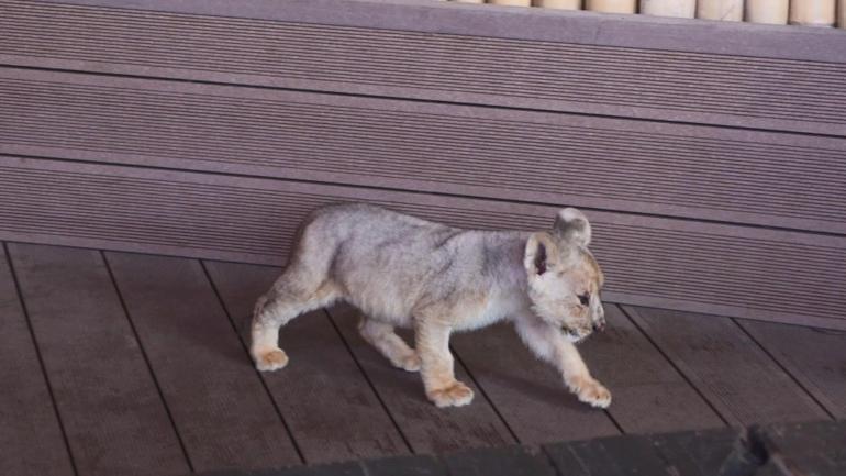 Tuzla'da ele geçirilen yavru aslana 'Hugo' adı verildi!