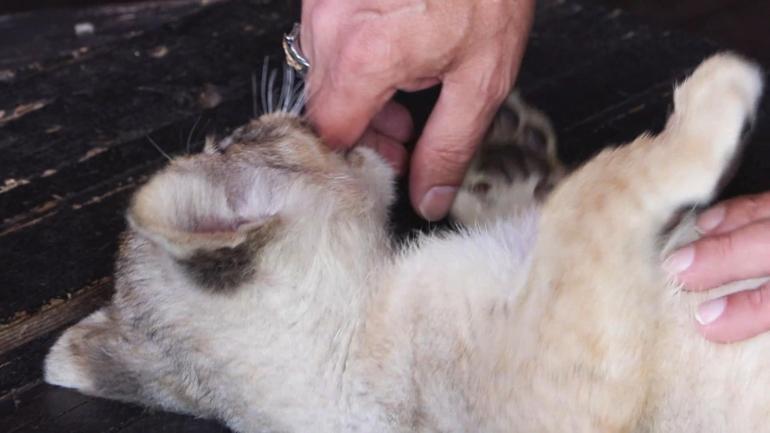 Tuzla'da ele geçirilen yavru aslana 'Hugo' adı verildi!