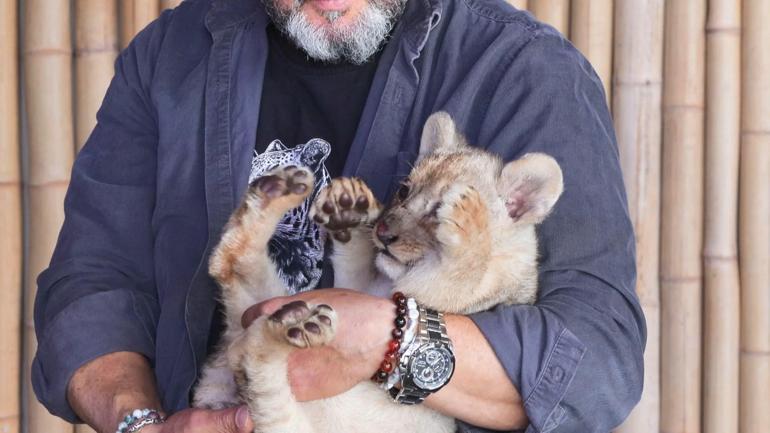 Tuzla'da ele geçirilen yavru aslana 'Hugo' adı verildi!