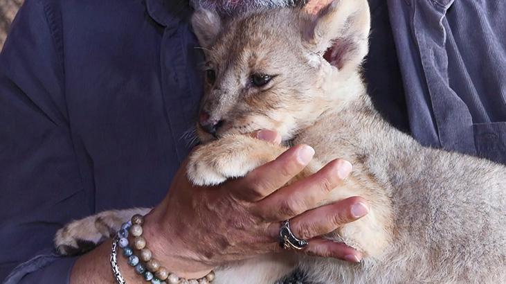Tuzla’da ele geçirilen yavru aslana ‘Hugo’ adı verildi!