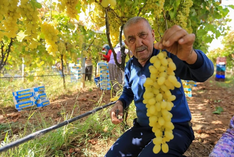 Üzüm fiyatları dibe vurdu: 50 bin ton ürün bağlarda kaldı