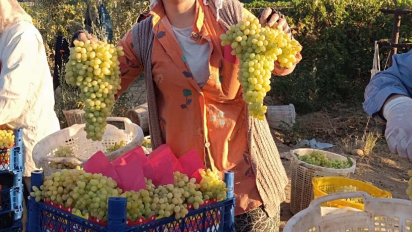 Üzüm fiyatları dibe vurdu: 50 bin ton ürün bağlarda kaldı