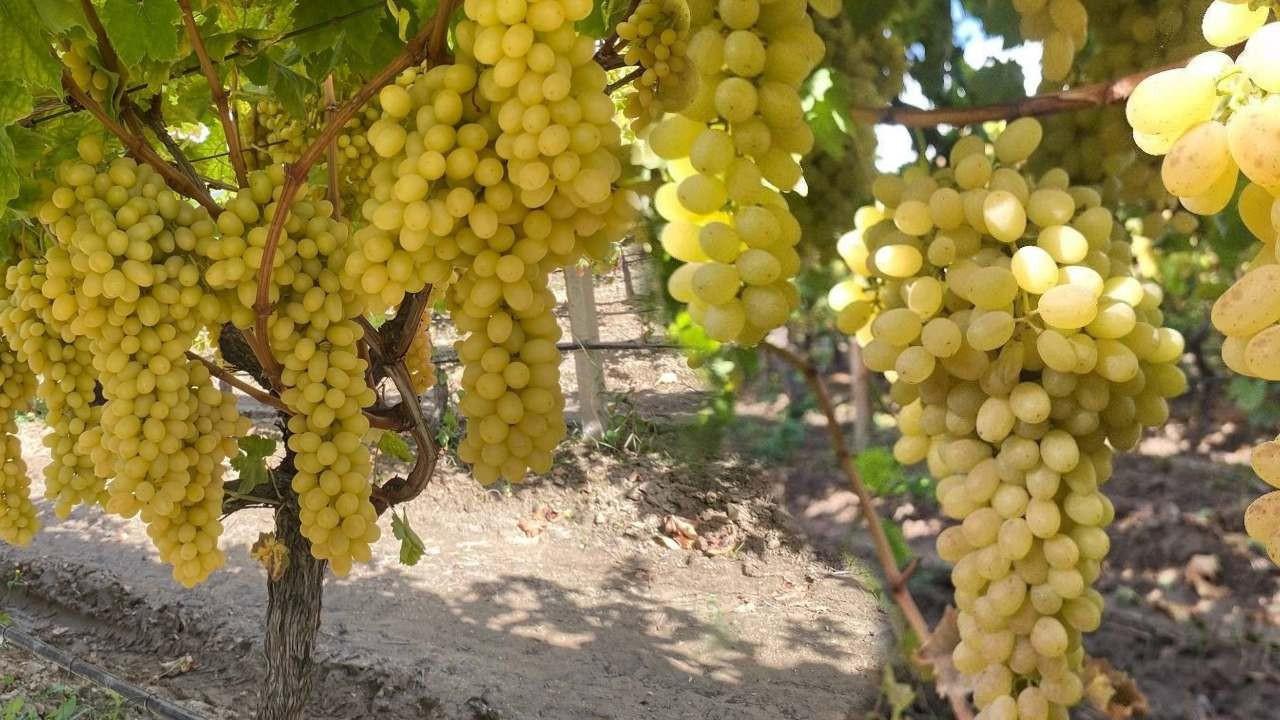 Üzüm fiyatları dibe vurdu: 50 bin ton ürün bağlarda kaldı