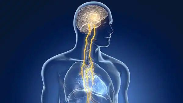 Vagus hududu nedir, nasıl rahatlatılır?