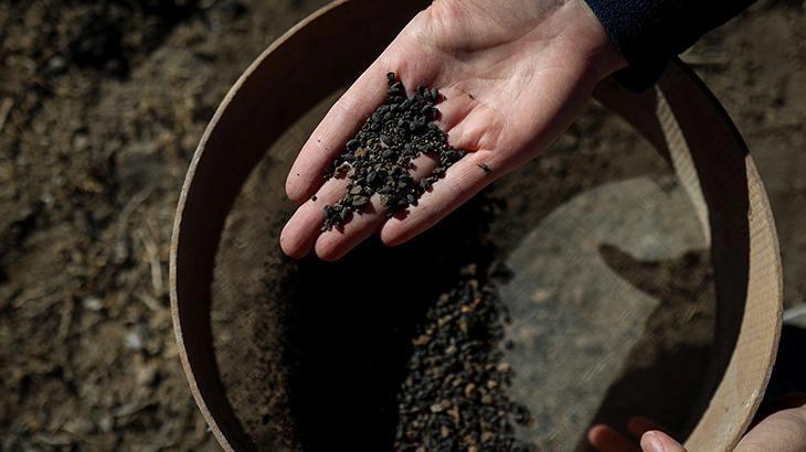 Van’da 5 bin yıllık arpa taneleri bulundu