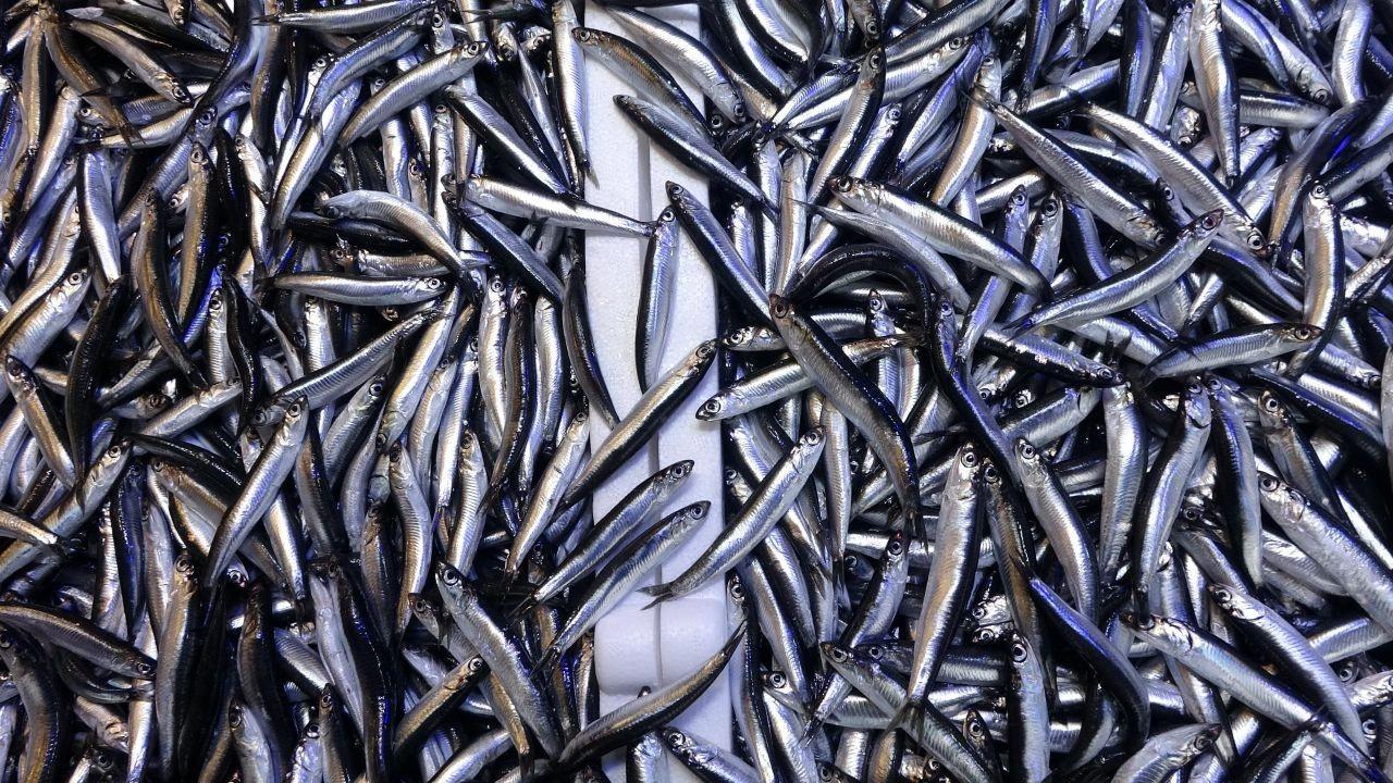 Vatandaş hamsiye doydu, düşük fiyata rağmen almıyor