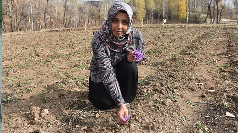 Vefat eden eşi için bulamadığı safranın üreticisi oldu: Çare arayanlar için bu işe başladım