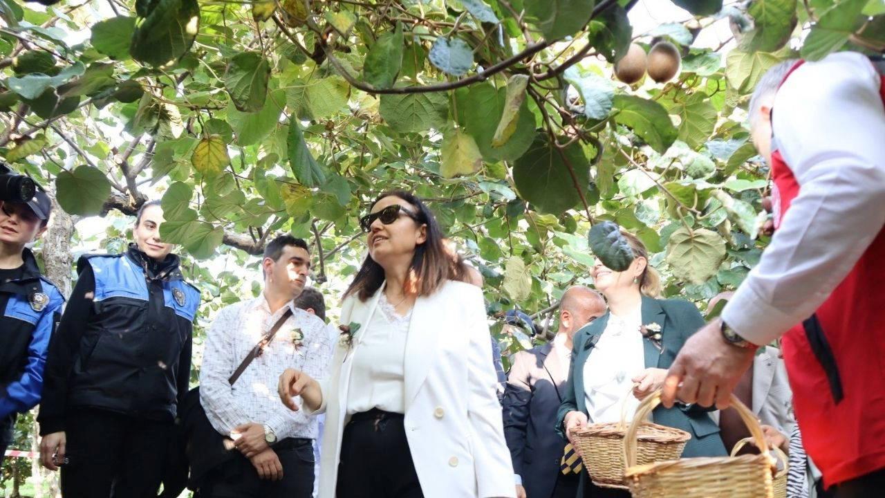 Yalova’nın coğrafik işaretli lezzetinde hasat vakti: Kentte 20 ton rekolte bekleniyor…