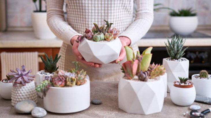 Yapraklarını ayırın, sukulent çoğalsın! En kolay yöntem buymuş