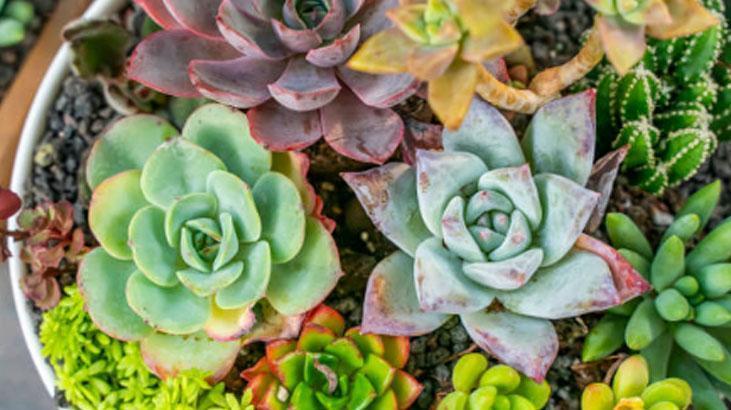 Yapraklarını ayırın, sukulent çoğalsın! En kolay yöntem buymuş