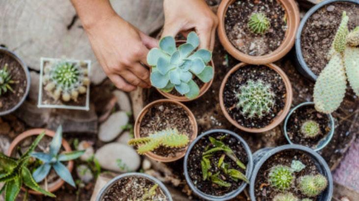 Yapraklarını ayırın, sukulent çoğalsın! En kolay yöntem buymuş