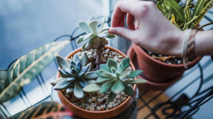 Yapraklarını ayırın, sukulent çoğalsın! En kolay yöntem buymuş