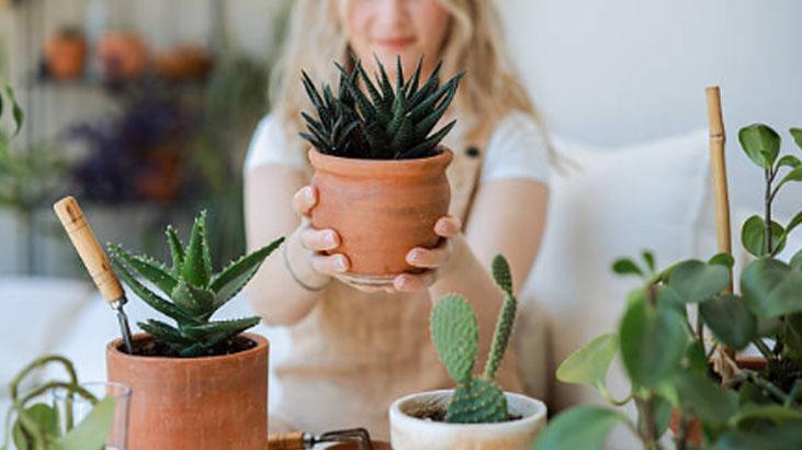 Yapraklarını ayırın, sukulent çoğalsın! En kolay yöntem buymuş