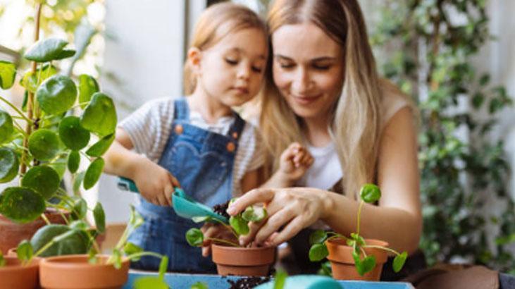 Yapraklarını ayırın, sukulent çoğalsın! En kolay yöntem buymuş