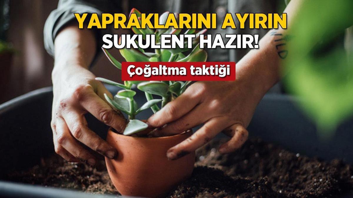 Yapraklarını ayırın, sukulent çoğalsın! En kolay yöntem buymuş