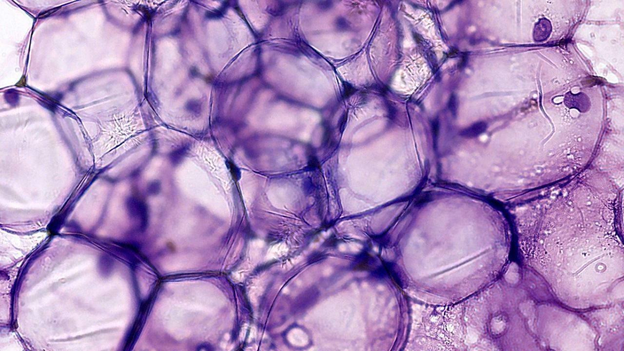 Yeni keşfedilen doğal bileşik yaşlanan güçleri 1 aydan kısa müddette gençleştirebiliyor