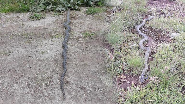 Yer: Afyonkarahisar! Metrelerce uzunluktaki zehirli yılan dehşete düşürdü 1 Yer: Afyonkarahisar! Metrelerce uzunluktaki zehirli yılan dehşete düşürdü