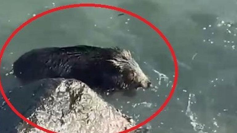 Yer: Hatay! Amatör balıkçı şoke oldu: 'Köpek balığını fark edince olta ipini kestik' 1 Yer: Hatay! Amatör balıkçı şoke oldu: 'Köpek balığını fark edince olta ipini kestik'