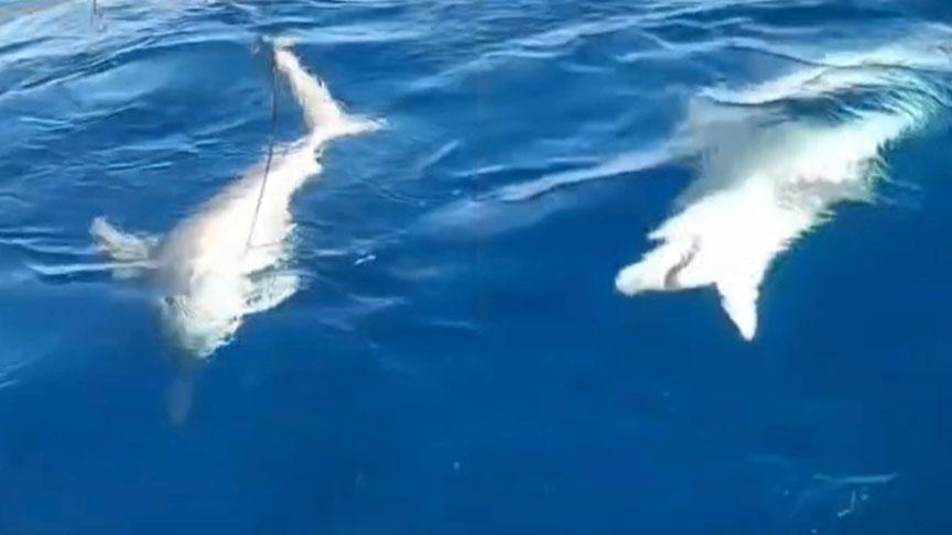 Yer: Hatay! Amatör balıkçı şoke oldu: ‘Köpek balığını fark edince olta ipini kestik’