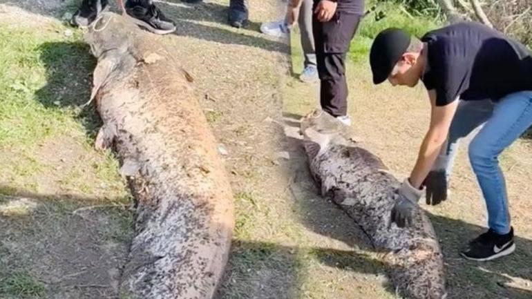 Yer: Sakarya! Amatör balıkçının oltasına servet takıldı: ‘Rahat bir 70 kilosu var’ 1 Yer: Sakarya! Amatör balıkçının oltasına servet takıldı: ‘Rahat bir 70 kilosu var’