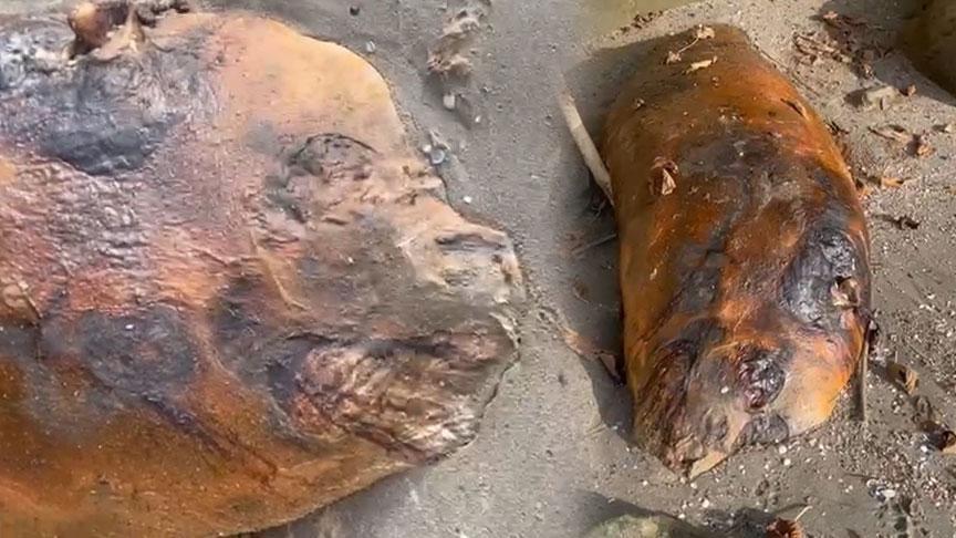 Yer: Tekirdağ! Sahiline vuran gizemli deniz canlısı şaşkınlık yarattı