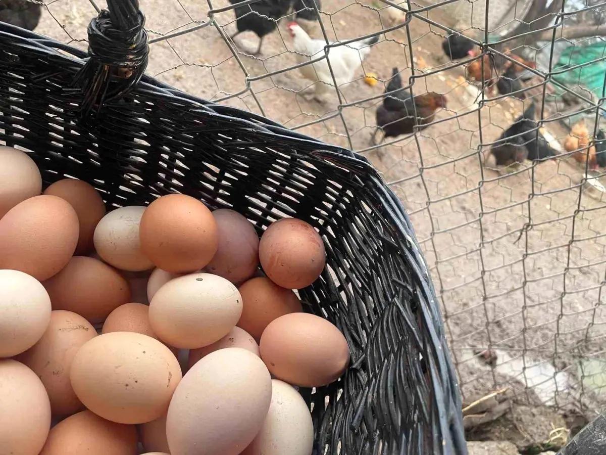 Yumurta Fiyatlarında Artış Bekleniyor