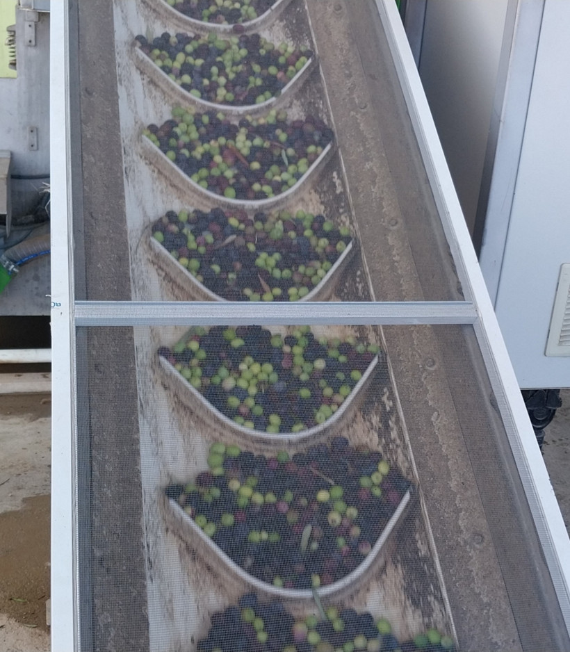 Zeytin ve zeytinyağında fiyatlar üreticinin yüzünü güldürdü