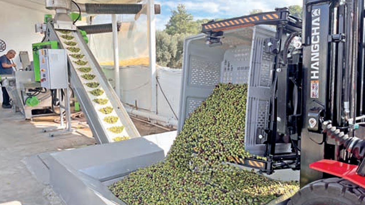 Zeytinyağında ‘double gold’ kalitesini yakaladı