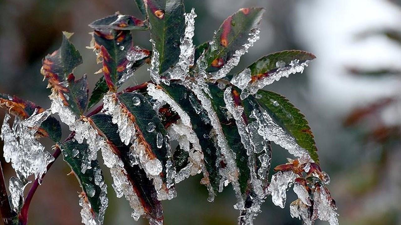 Zirai donun Malatya kayısısı ve bölge ekonomisine etkileri bilimsel olarak incelenecek