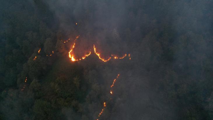Artvin'de örtü yangını ormana sıçradı