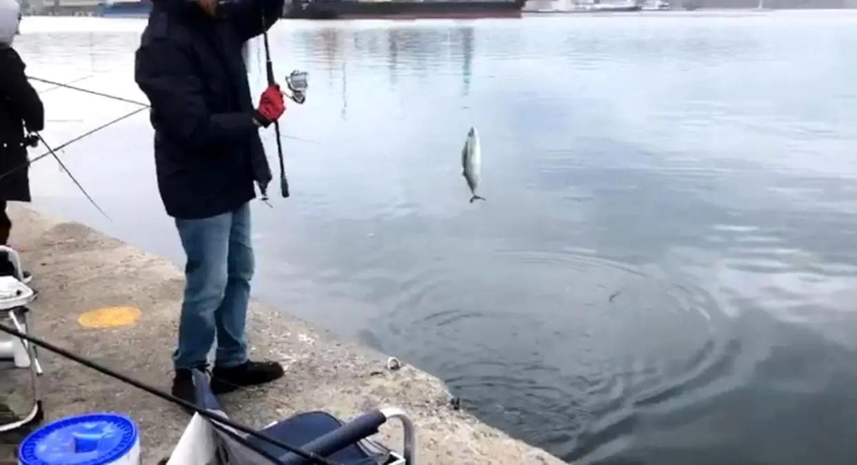 Bandırma’da Palamut Avında Ağır İlgi