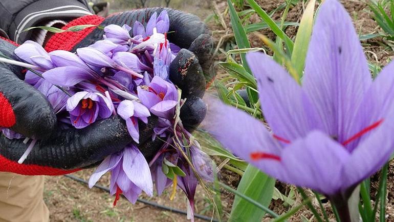 Emekli oldu, deneme amacıyla ekti tüm hayatı değişti! ‘Gramı 600, kilosu 2.500 TL’