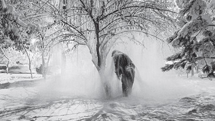 Mamut hem sergide hem dijitalde