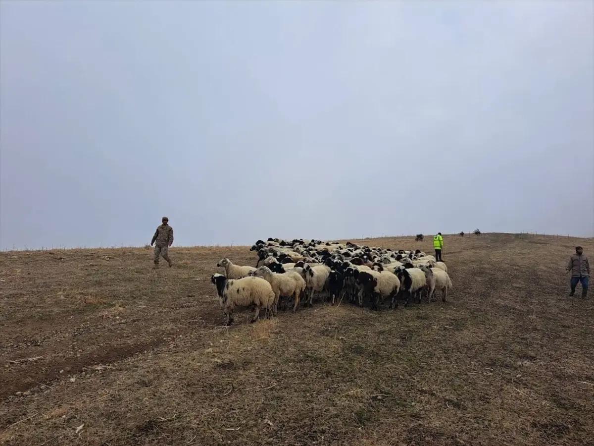 Muş’ta Kaybolan 200 Küçükbaş Hayvan Bulundu